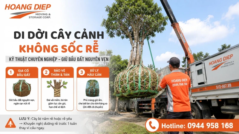 Cách cẩu di dời cây cảnh không bị sốc rễ