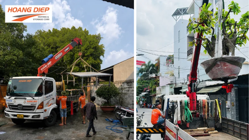 Vận Tải Hoàng Diệp cẩu cây cảnh tại quận 7